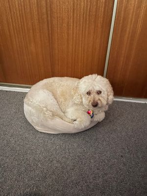 Big boy in a little bed