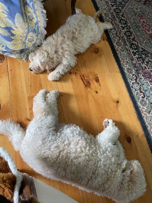 Fluffy flooring